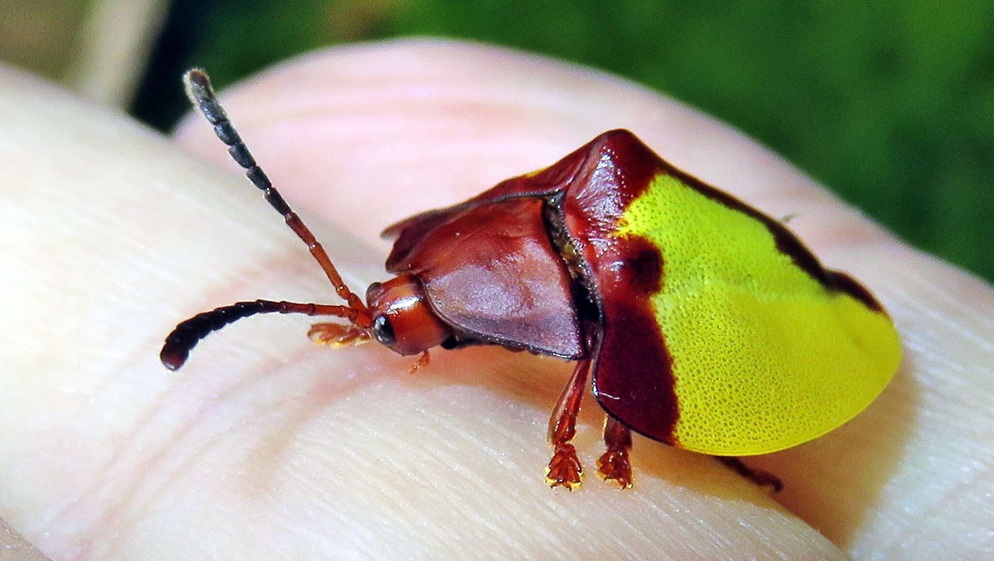 Paraselenis (Spaethiechoma) aulica (Boheman 1854) resmi