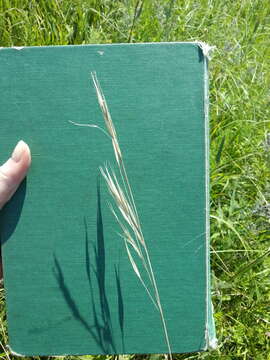 صورة Stipa spartea Trin.