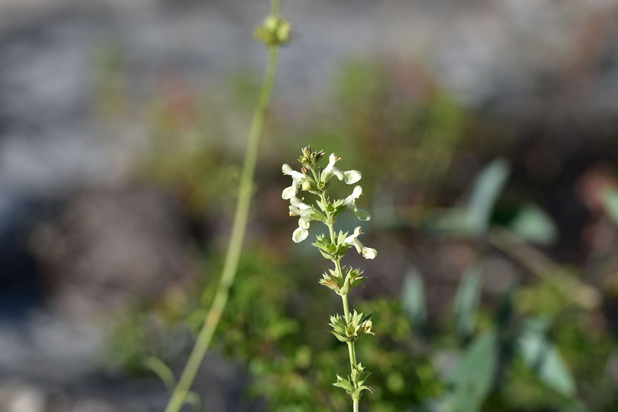 Image of Stachys recta subsp. subcrenata (Vis.) Briq.