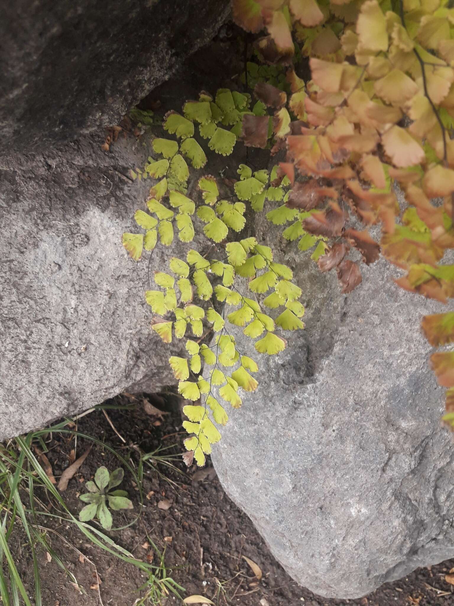 Adiantum poiretii Wikstr.的圖片