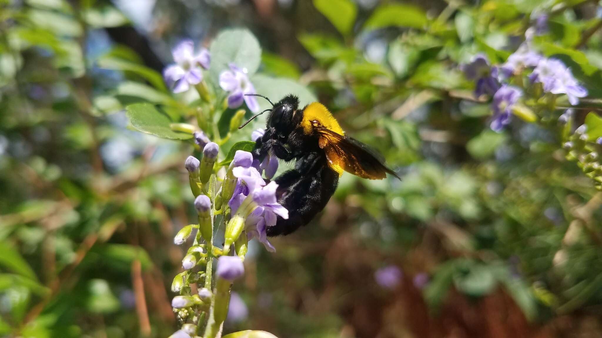 Imagem de Xylocopa calens Lepeletier 1841