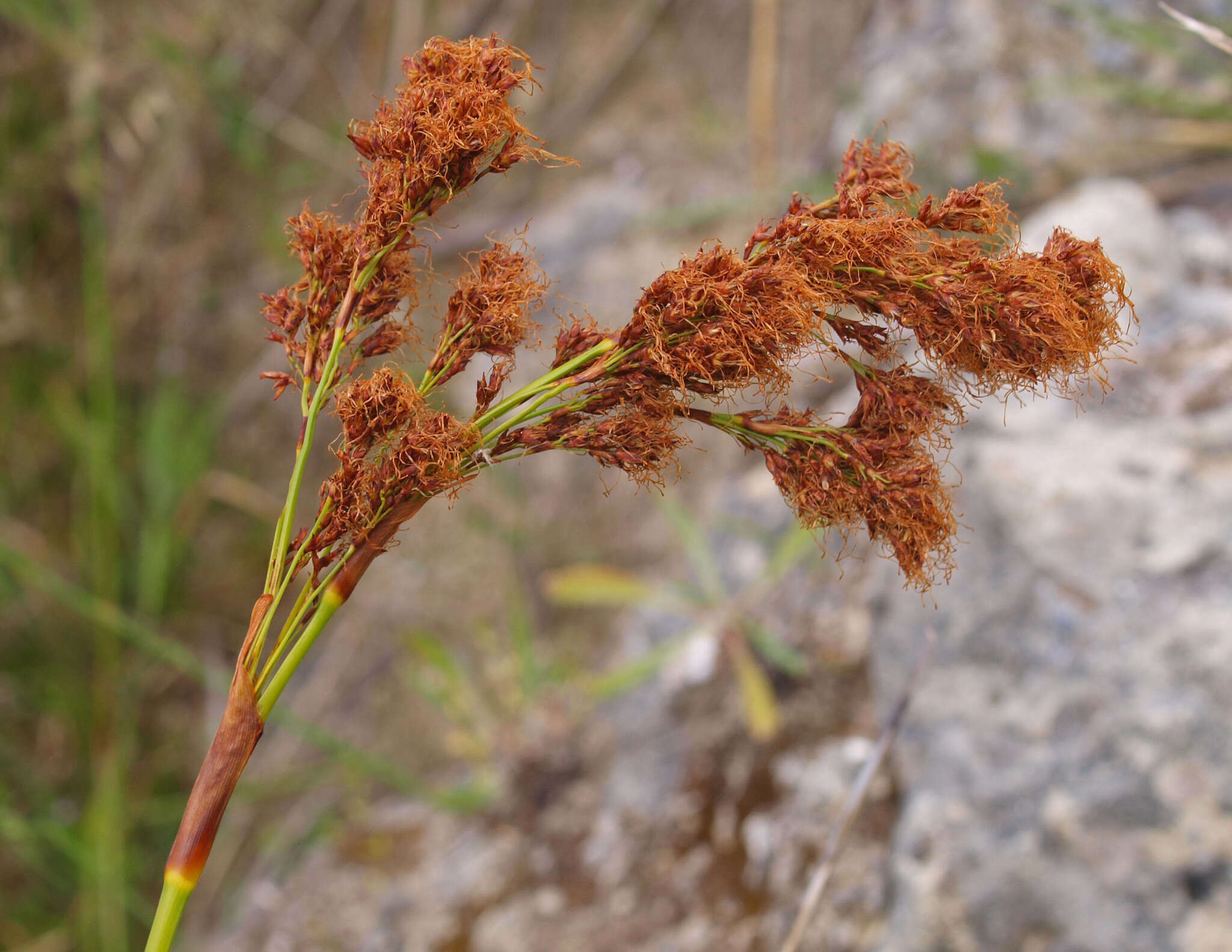 Image of Machaerina sinclairii (Hook. fil.) T. Koyama