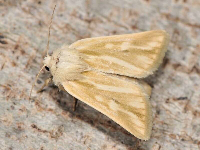 Image of Brighton Wainscot