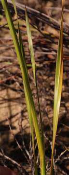 Image of Watsonia fergusoniae L. Bolus