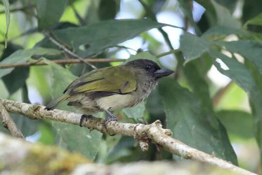 Image of Green Barbet