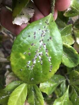 Image of Euonymus scale