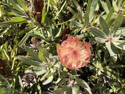 Imagem de Protea burchellii Stapf