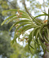 Image of Vanda wightii Rchb. fil.