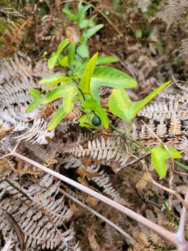 Image of Passiflora apetala Killip