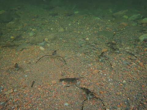 Image of Monkey river prawn