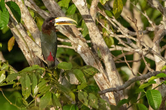 Image de Araçari d'Azara