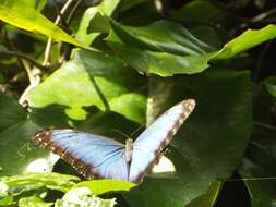 Image of Morpho helenor Cramer 1782