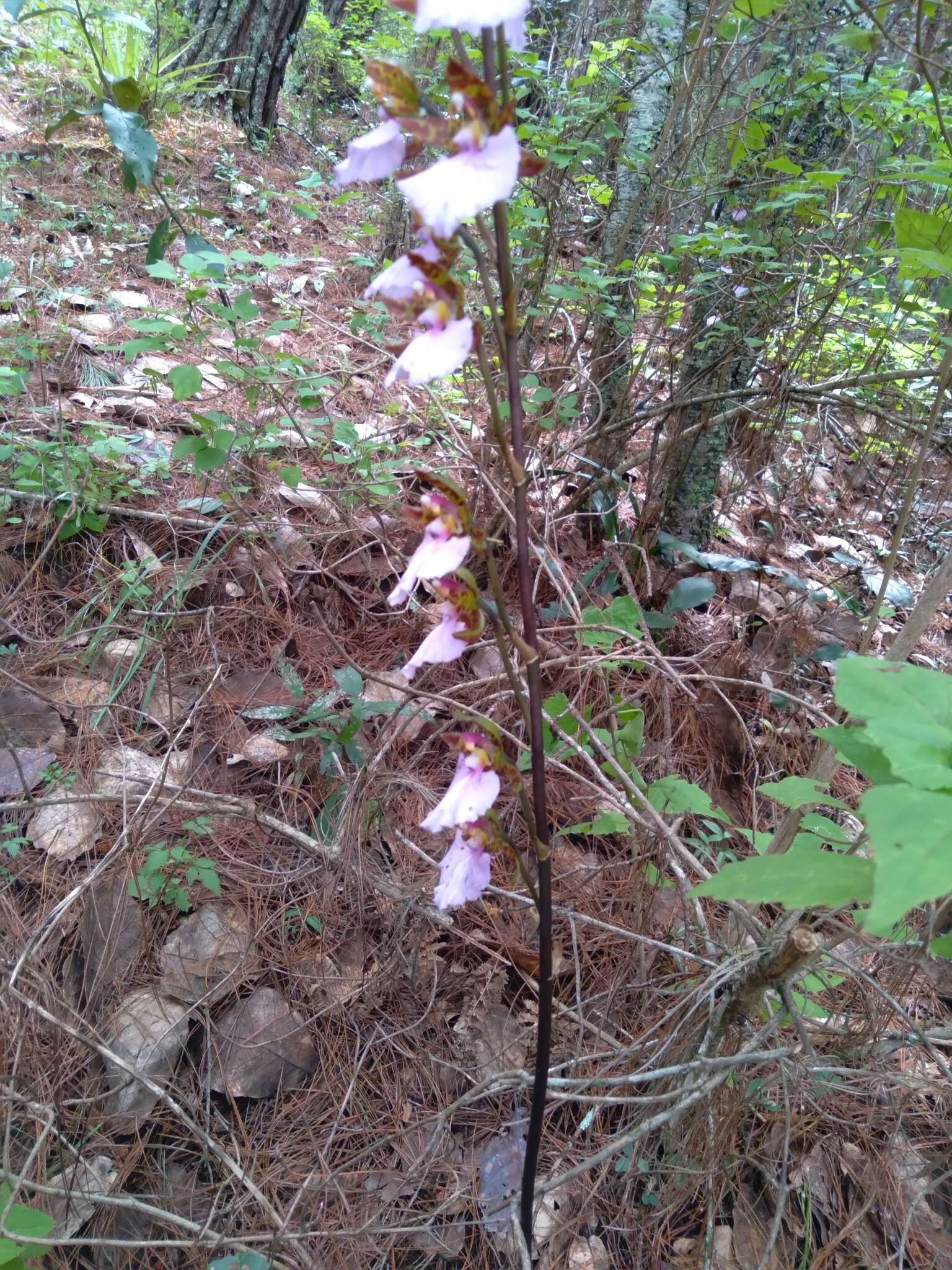 Imagem de Rhynchostele bictoniensis (Bateman) Soto Arenas & Salazar