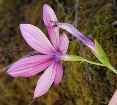 Image of Geissorhiza outeniquensis Goldblatt