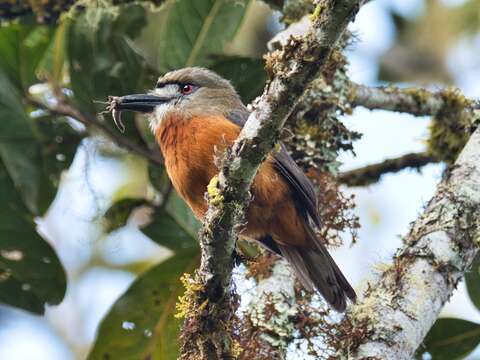 Image of Hapaloptila Sclater & PL 1881