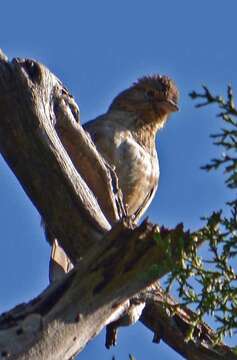 Image of Canyon Towhee