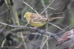 Image of Yellowhammer