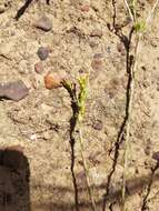 Image of Gnidia laxa (L. fil.) Gilg