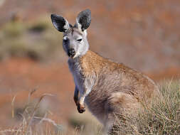 Macropus robustus erubescens Sclater 1870的圖片