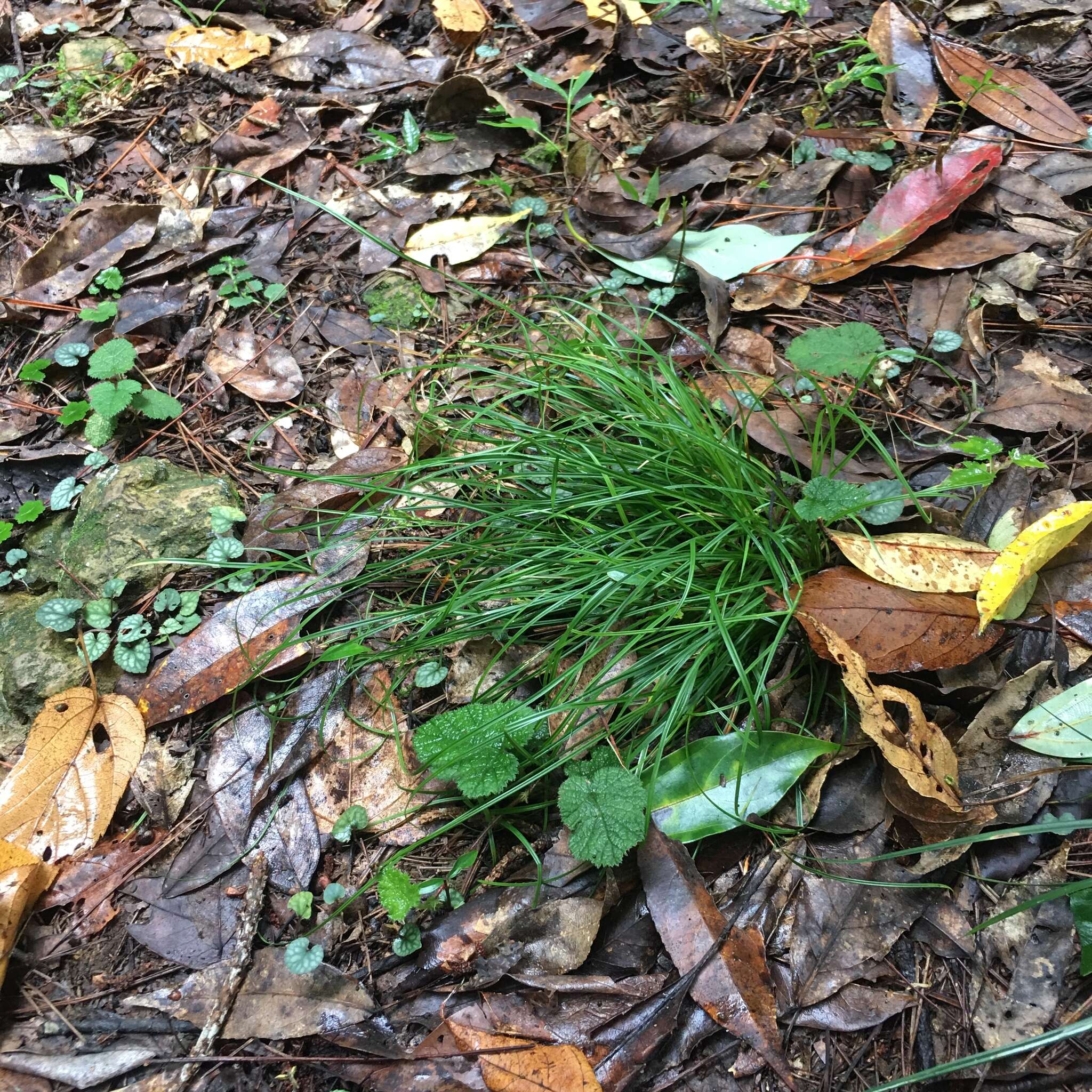 Image of Carex tristachya var. pocilliformis (Boott) Kük.