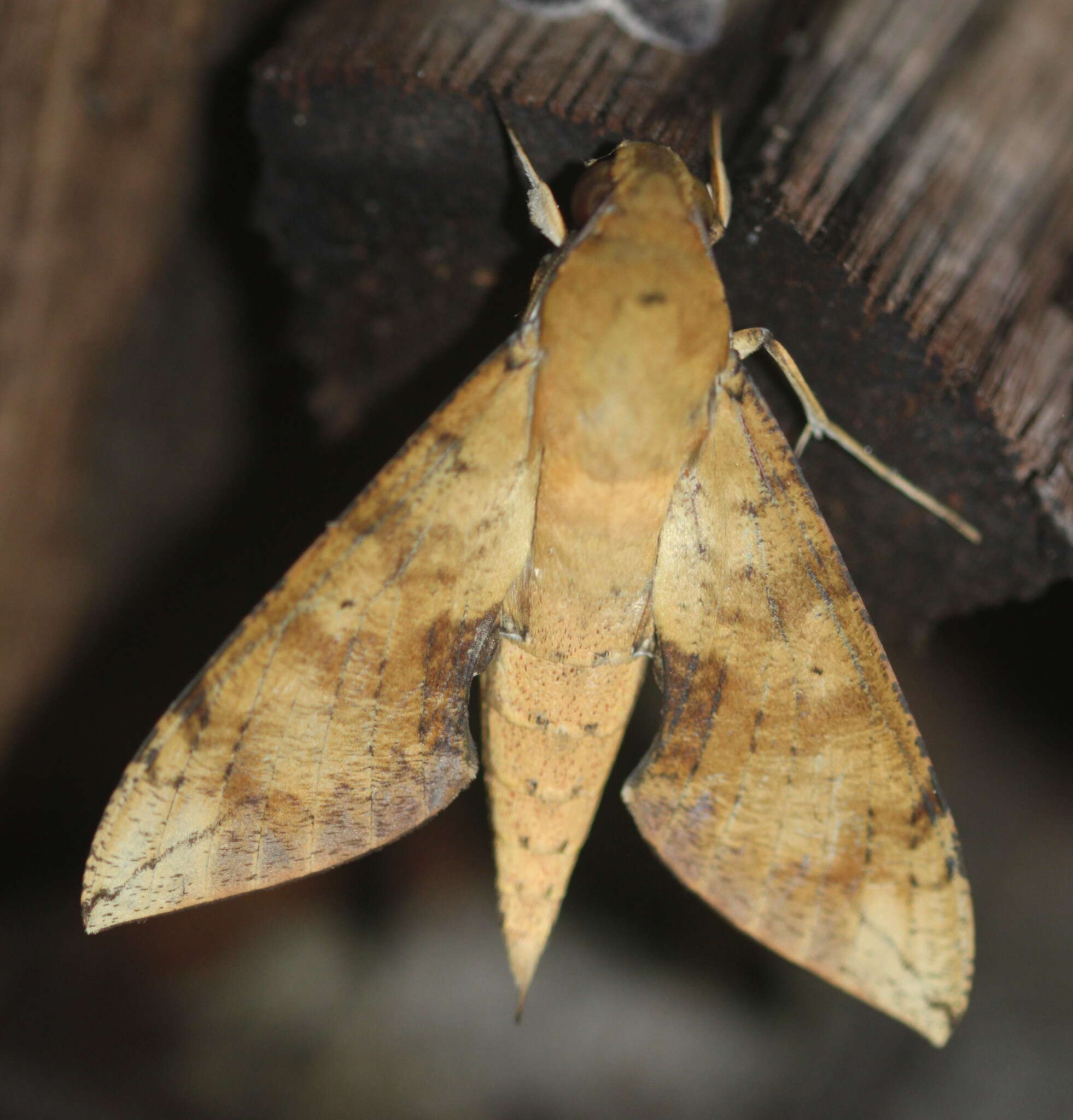 Image of Cechenena aegrota (Butler 1875)