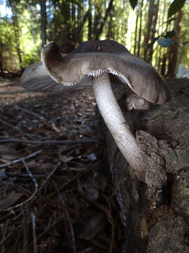 Image of Western Deer Mushroom