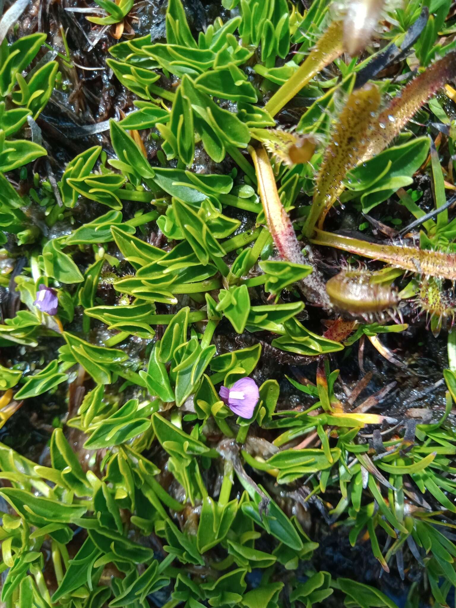 Image of Utricularia dichotoma subsp. monanthos