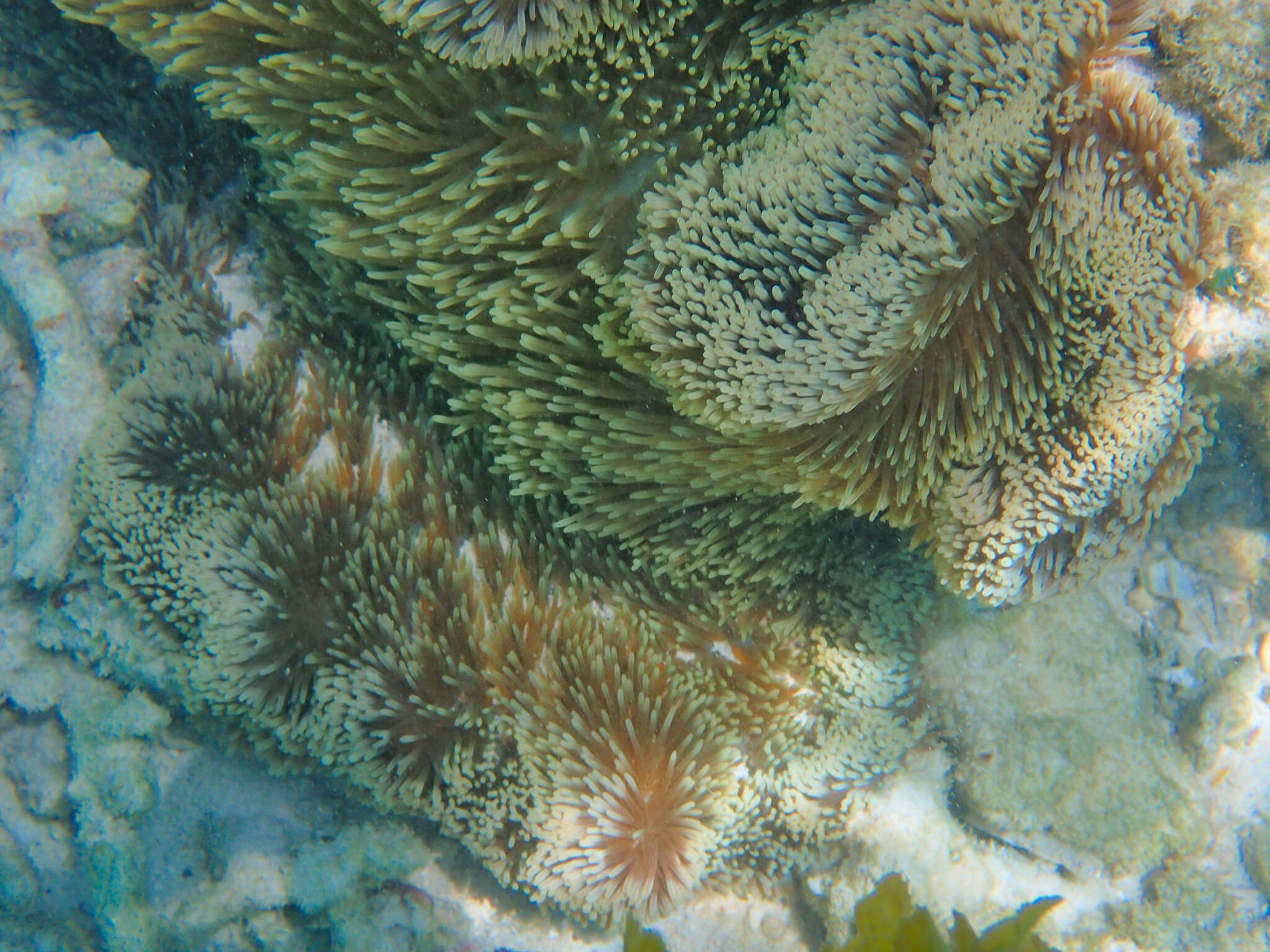 Image of merten's carpet anemone