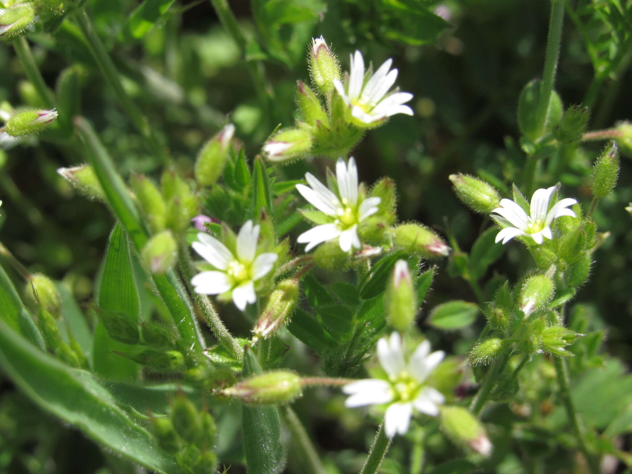 Image of Cerastium glutinosum Fries