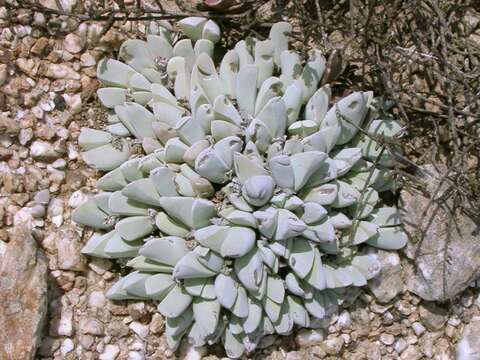 Image of Gibbaeum hartmannianum Thiede & Niesler