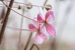 Eriocapitella tomentosa (Maxim.) Christenh. & Byng的圖片