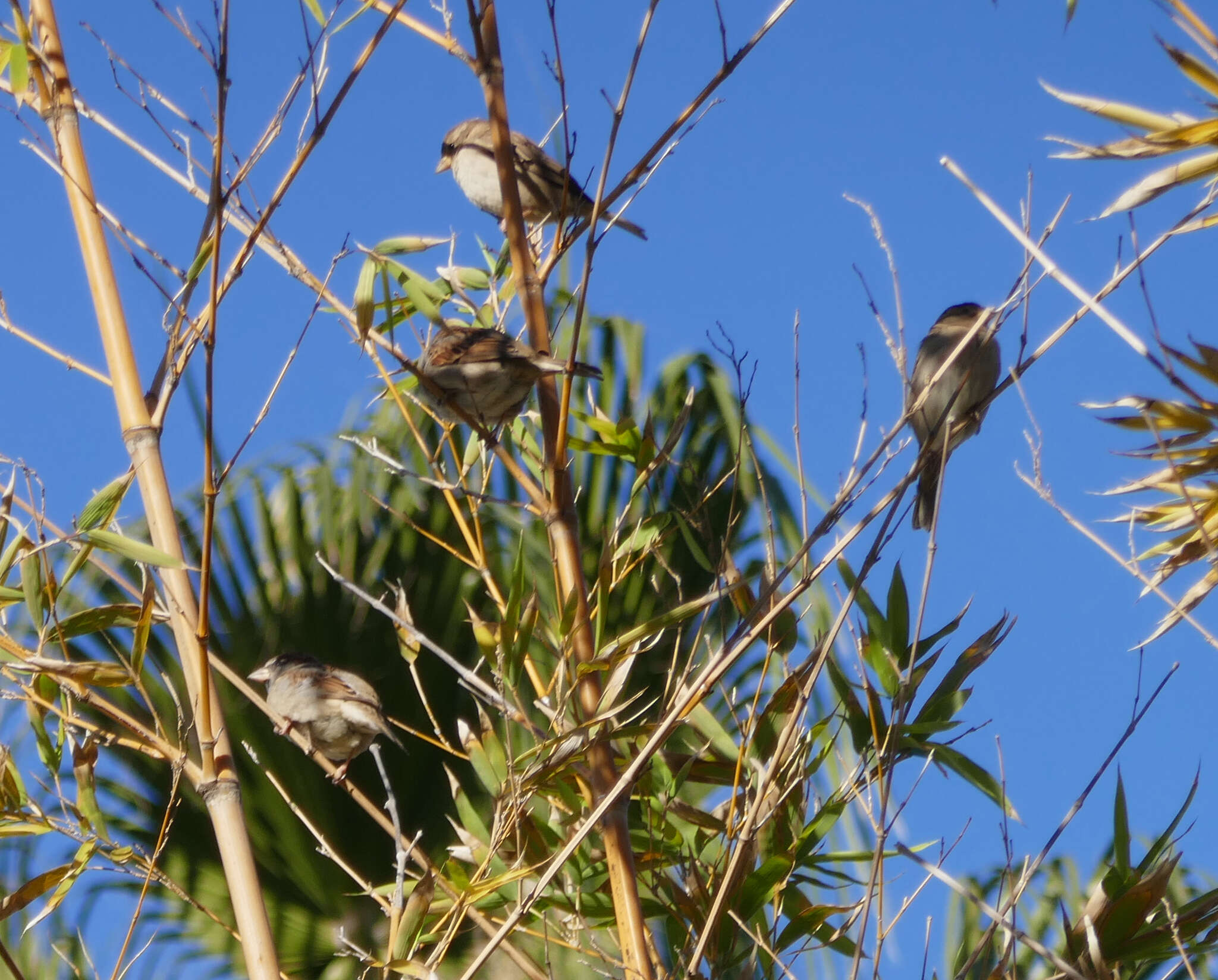 صورة Passer domesticus balearoibericus Jordans 1923