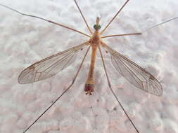 صورة Tipula (Lunatipula) bezzii Mannheims & Theowald 1959