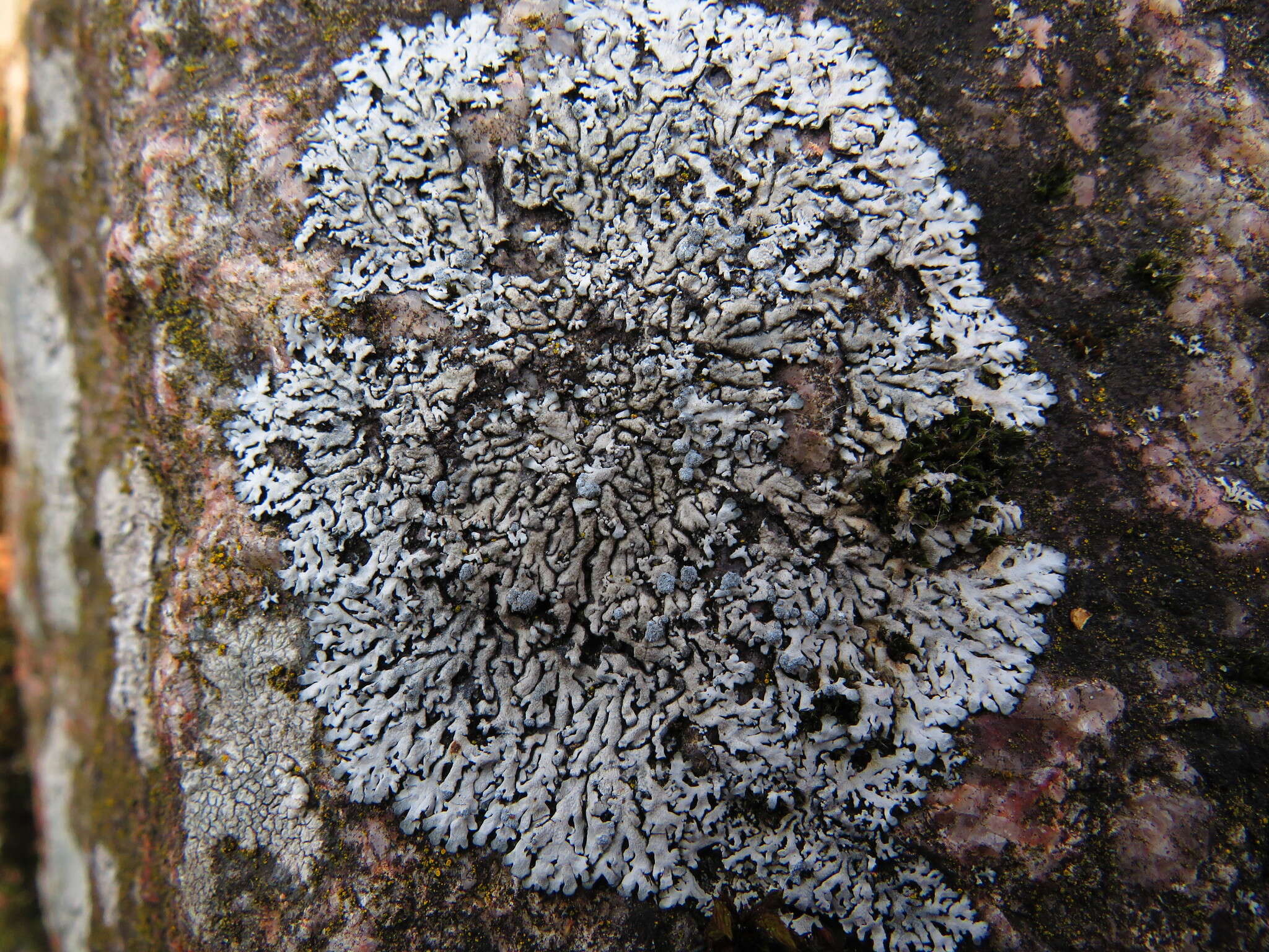 Image of Blue-gray rosette lichen