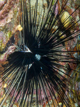 Image of Banded diadem urchin