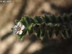 Image of strigose alkanet