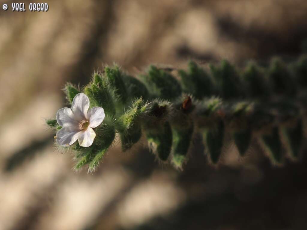 Image of strigose alkanet