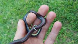 Image of Olive Marsh Snake