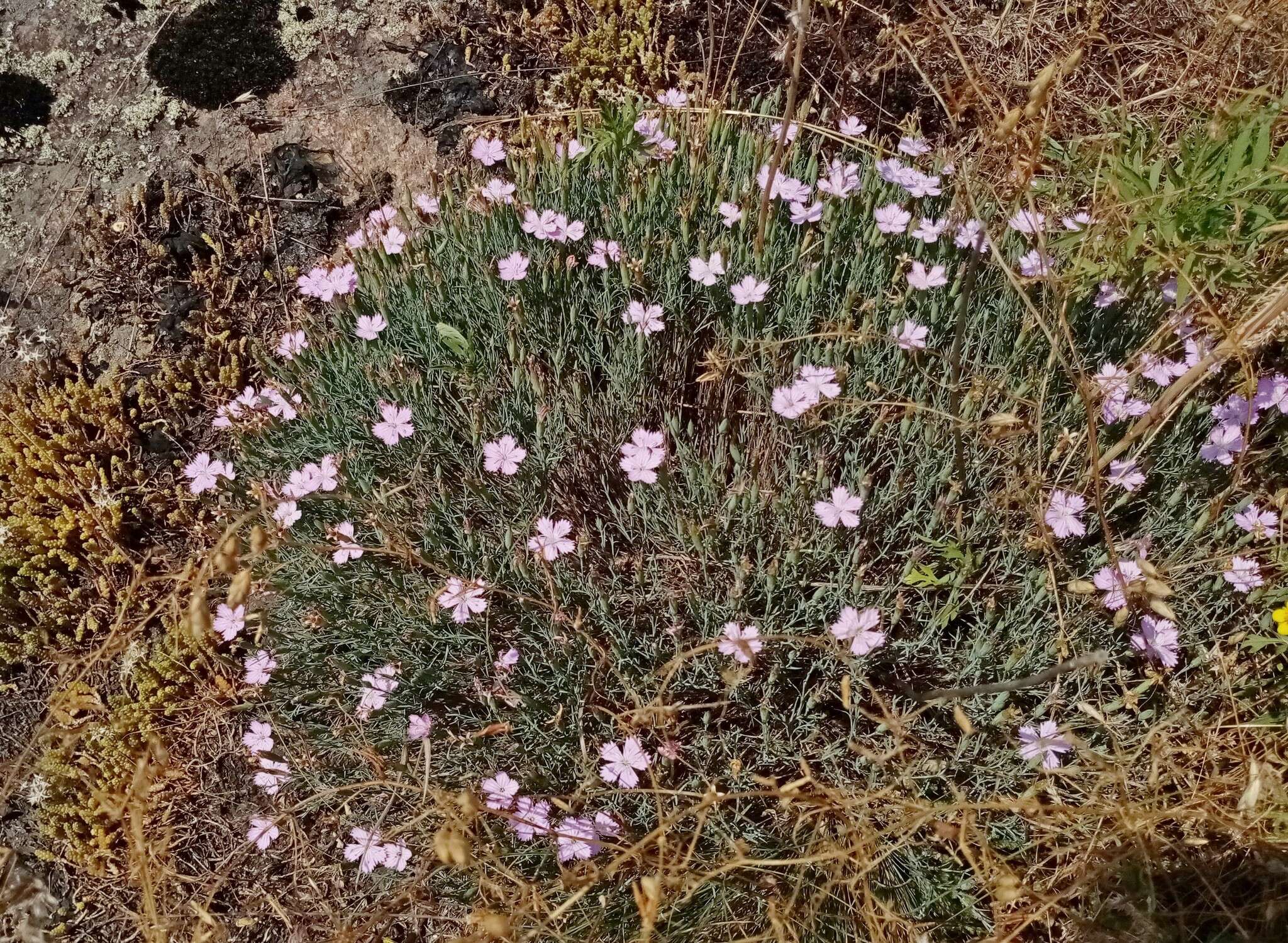 Dianthus hypanicus Andrz.的圖片