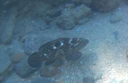 Image of Brown-spotted Rockcod