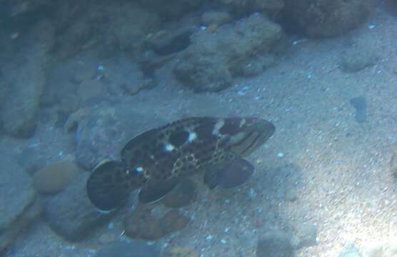 Image of Brown-spotted Rockcod