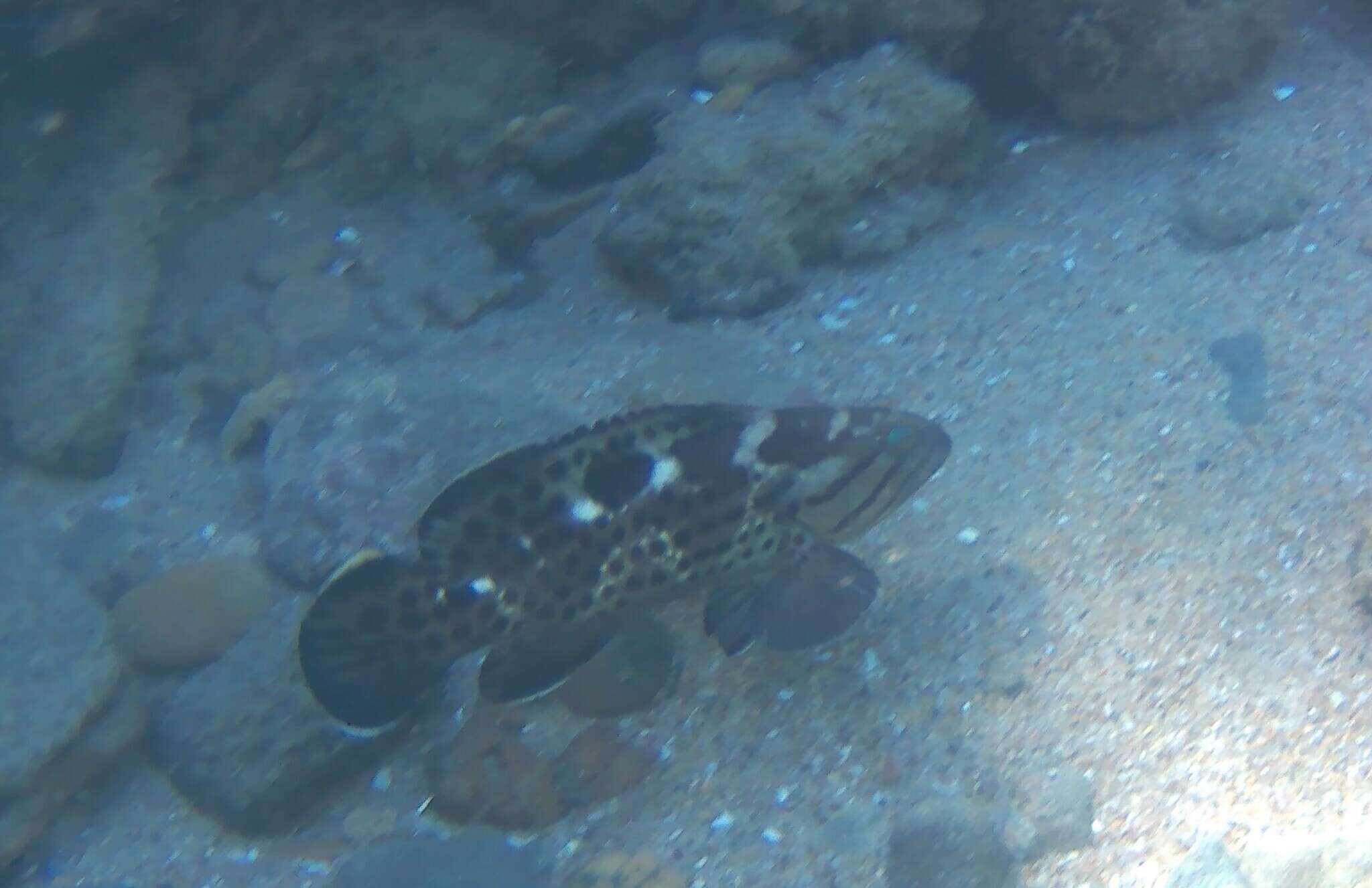 Image of Brown-spotted Rockcod