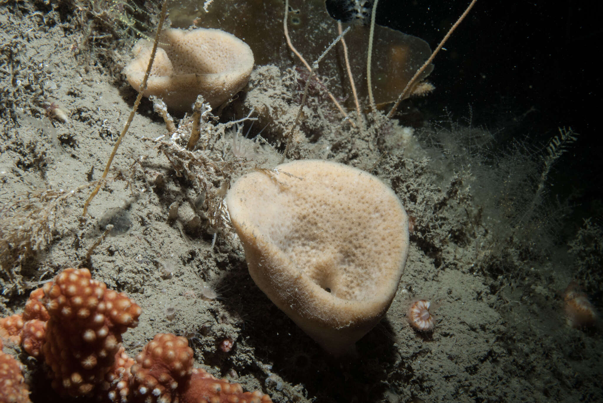 Image de Axinella infundibuliformis (Linnaeus 1759)