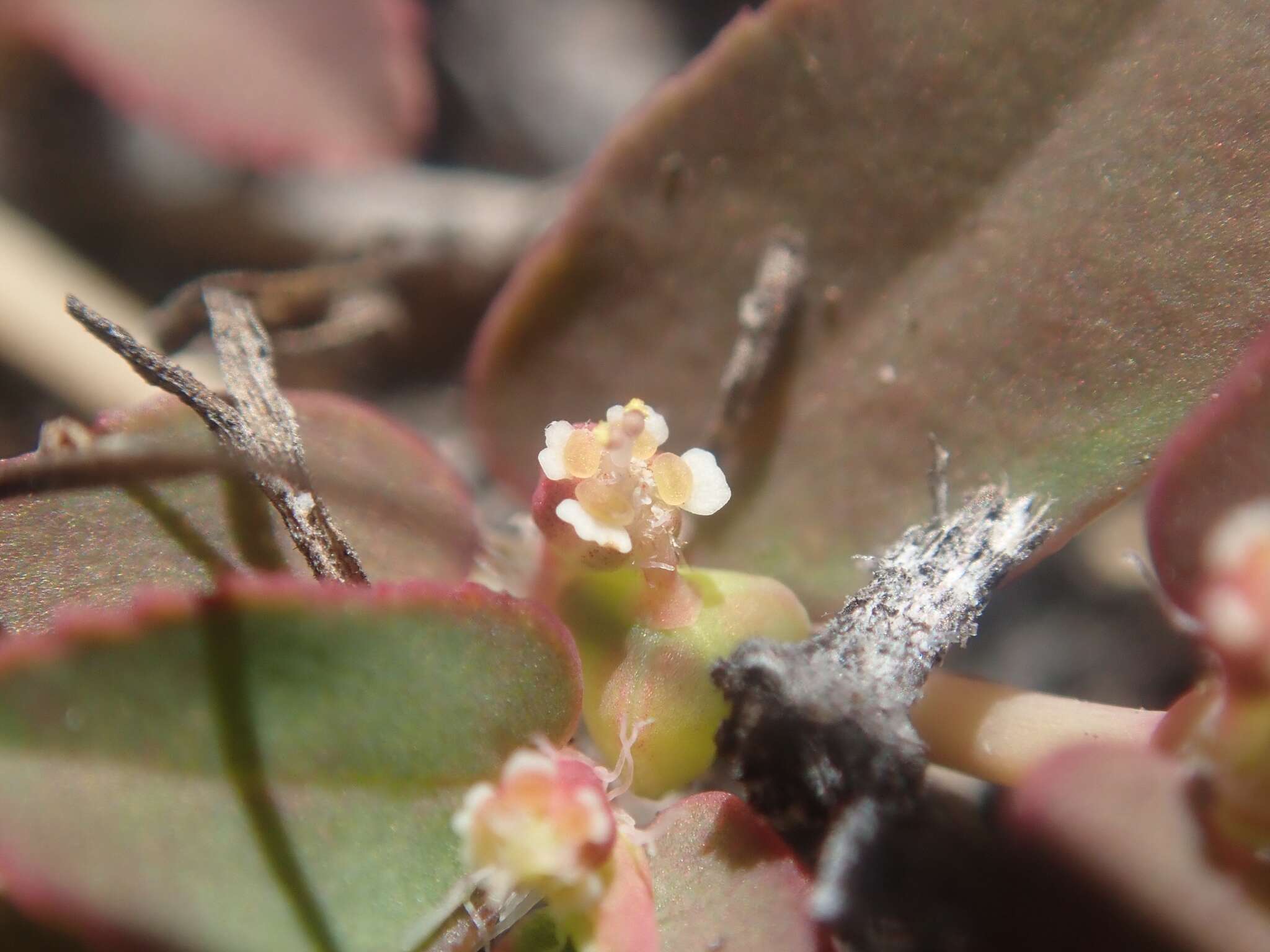 Image of Euphorbia serpillifolia subsp. serpillifolia