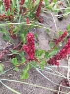 Image of Rumex maricola Remy