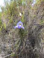 Image of Early blue Disa