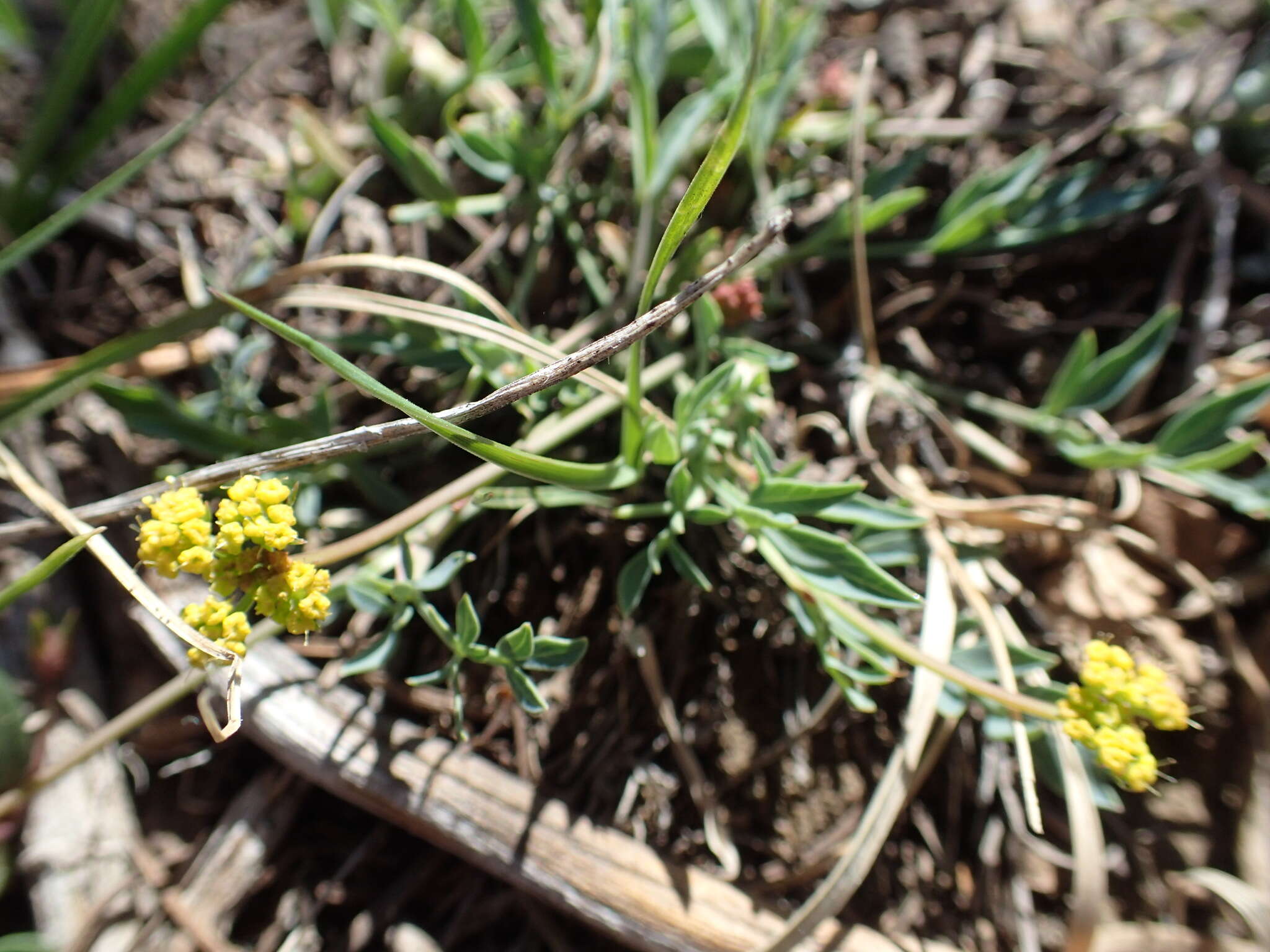 Image of Greenman's biscuitroot