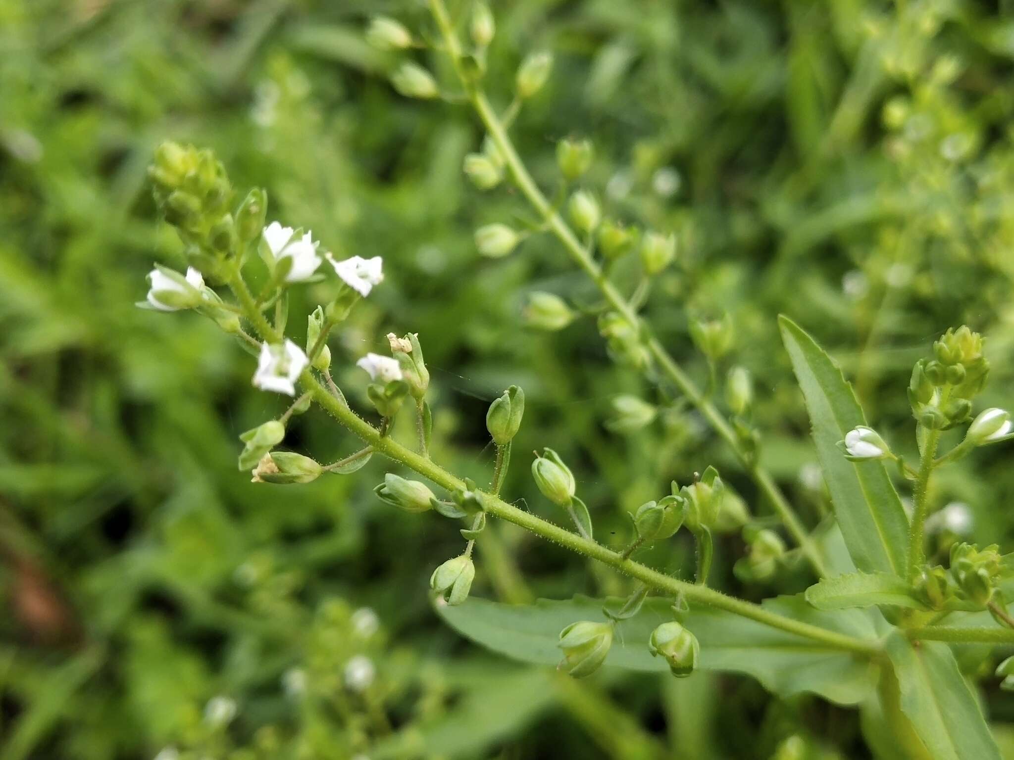 Image of undulate speedwell