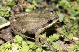 Image of New Jersey Chorus Frog