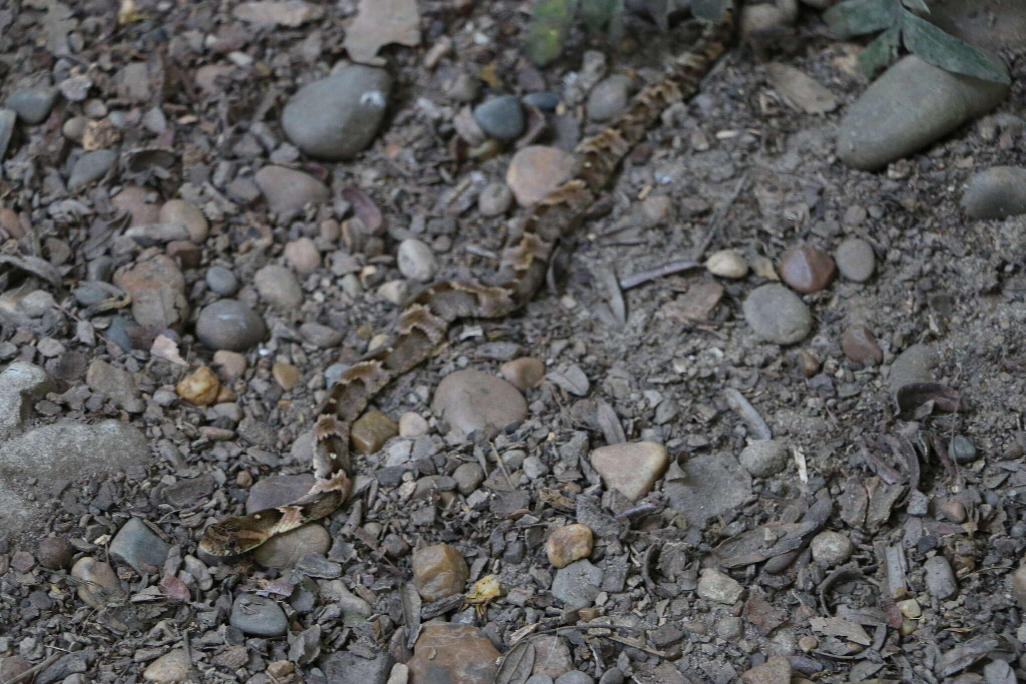 Image of False Fer-de-lance